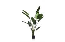 Coco Maison Strelitzia Nicolai H150cm 